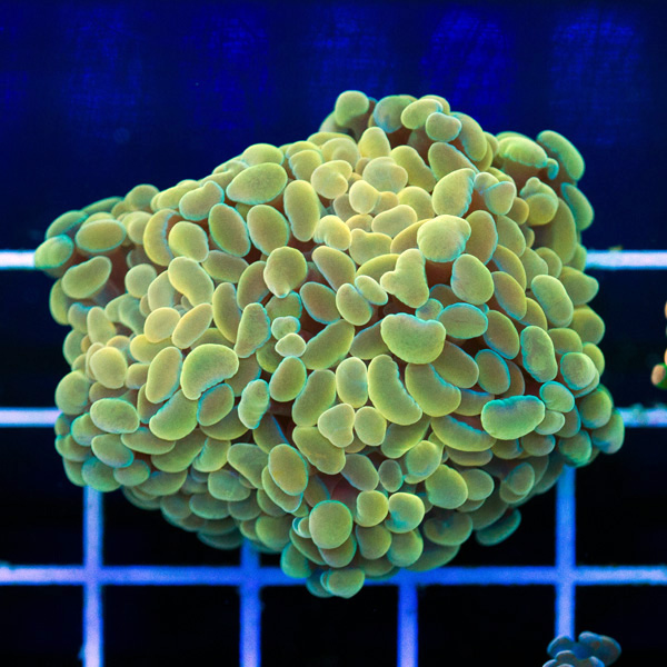 newcorals0006.jpg