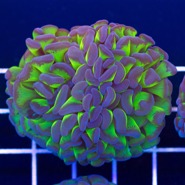 newcorals0039.jpg