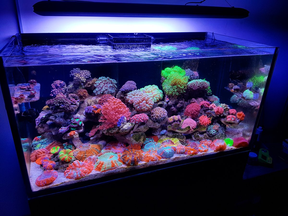 QUESTION OF THE DAY - Of all the LPS corals THIS ONE is the BEST ...