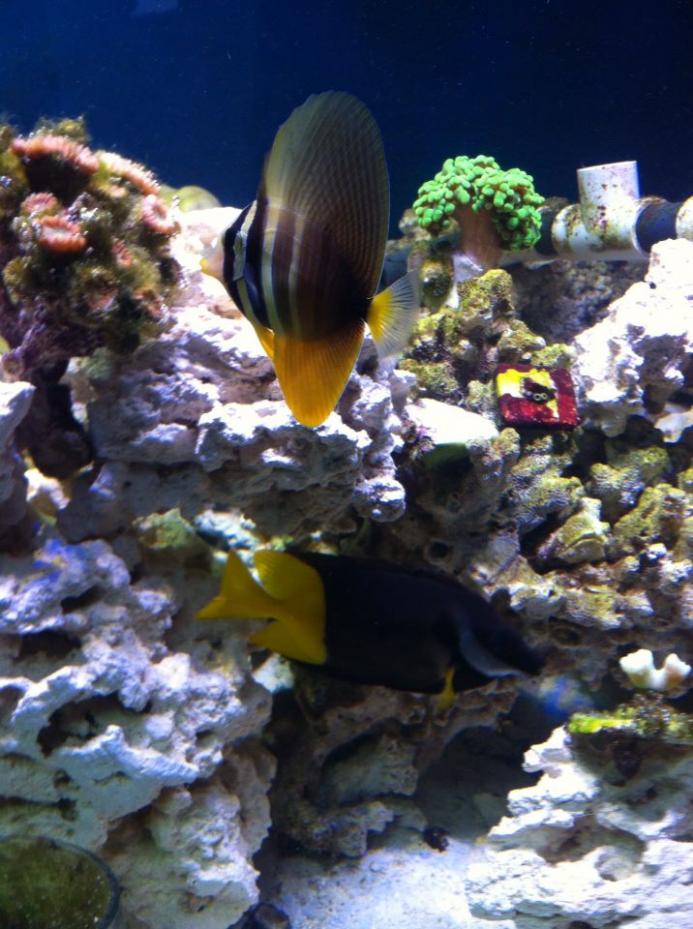 newfish.jpg