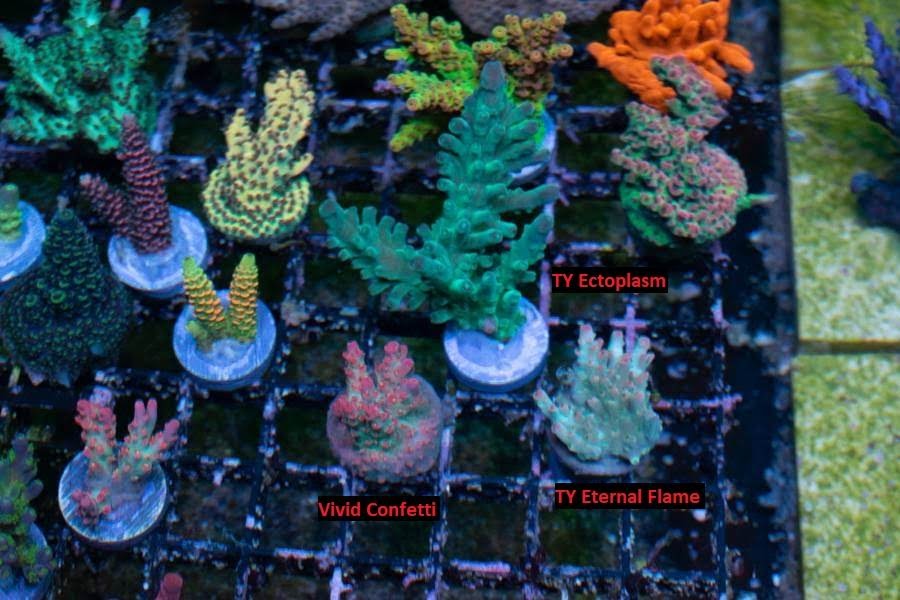 newfrags3.jpg
