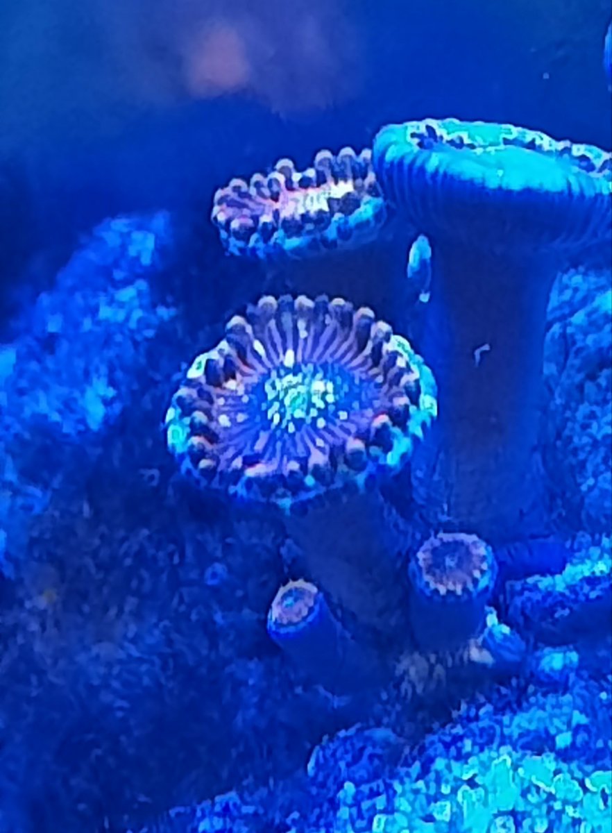newpolyps.jpg