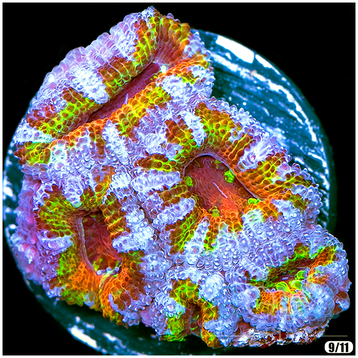 Nick's Exclusive - Electric Ocean Acan Lord.png