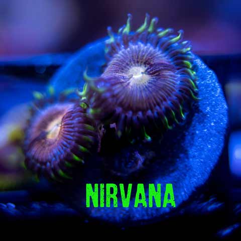 Nirvana-(1-of-1).jpg