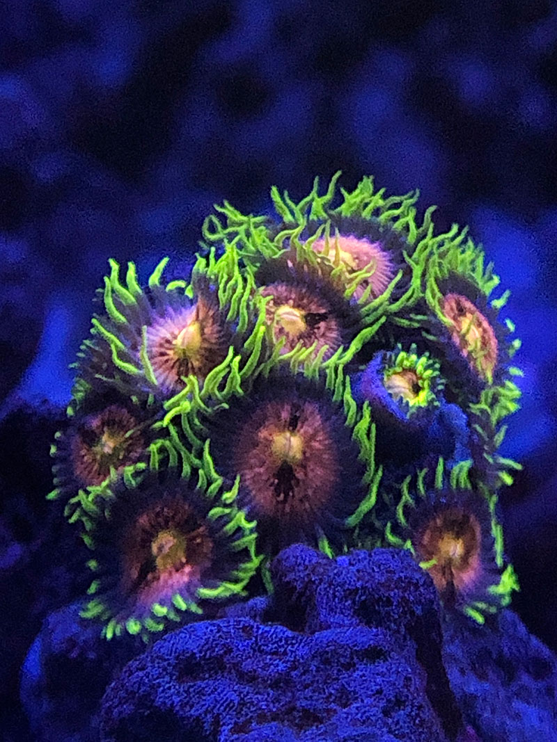 nirvanas-colony.jpg