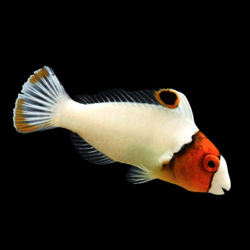 NJDragonet_OrangeSpotFilefish.png