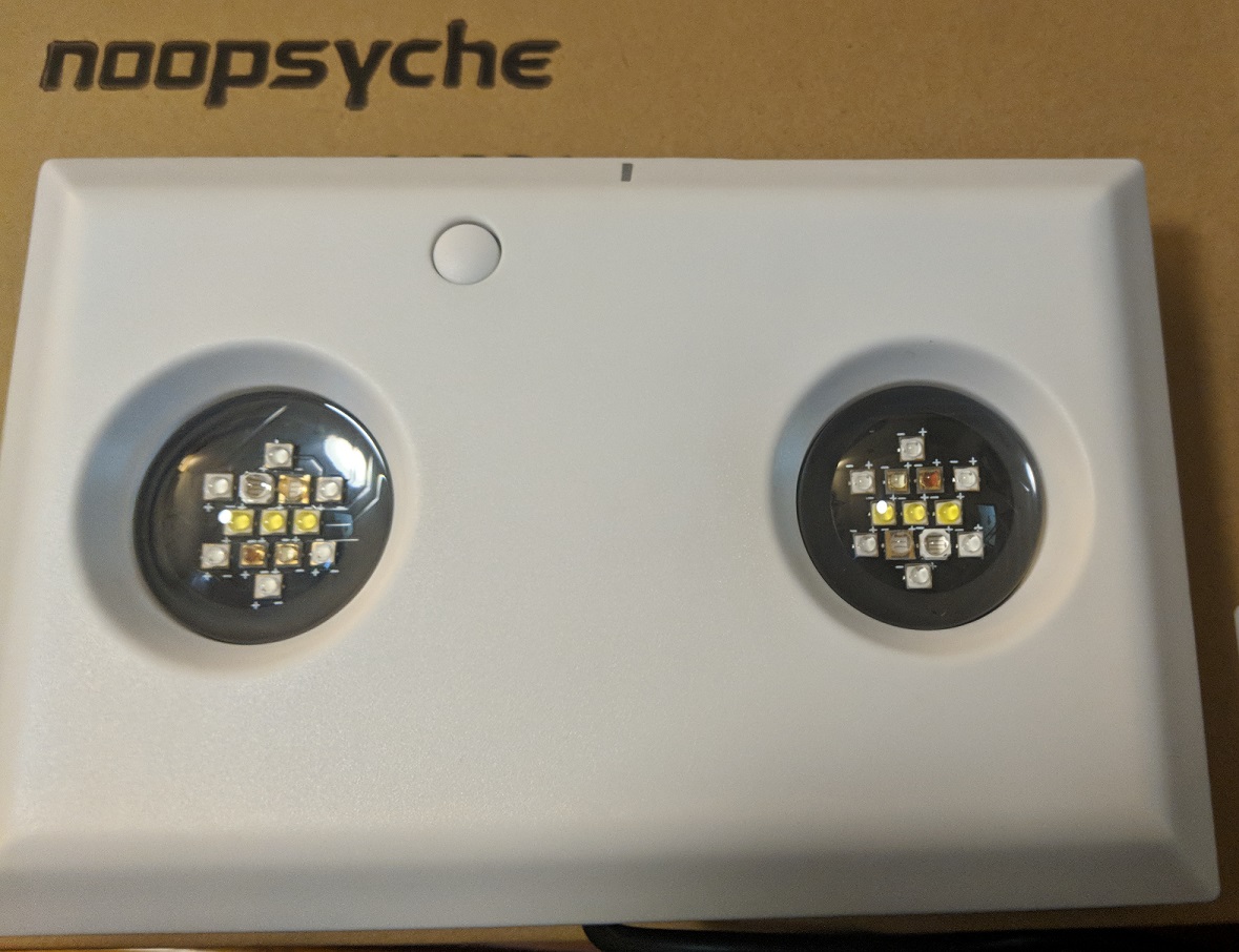 noopsyche3.jpg