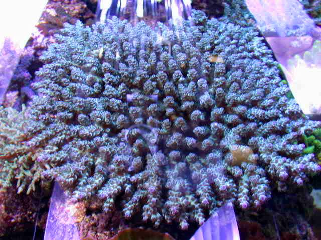 North Star Corals 100.jpg