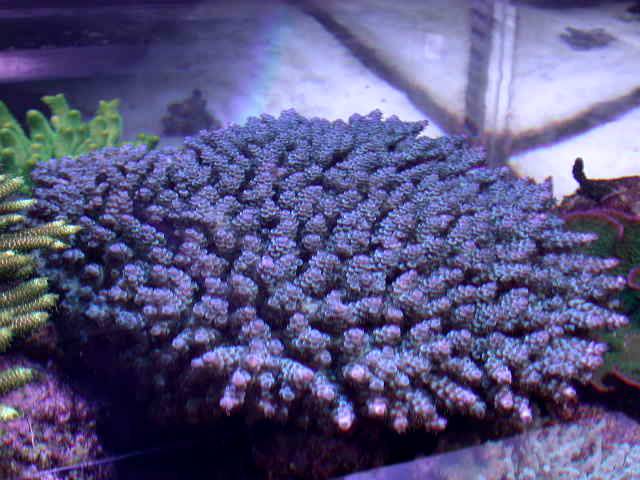 North Star Corals 133.jpg