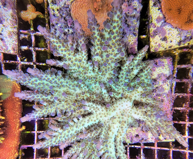 Northern Lights.jpg