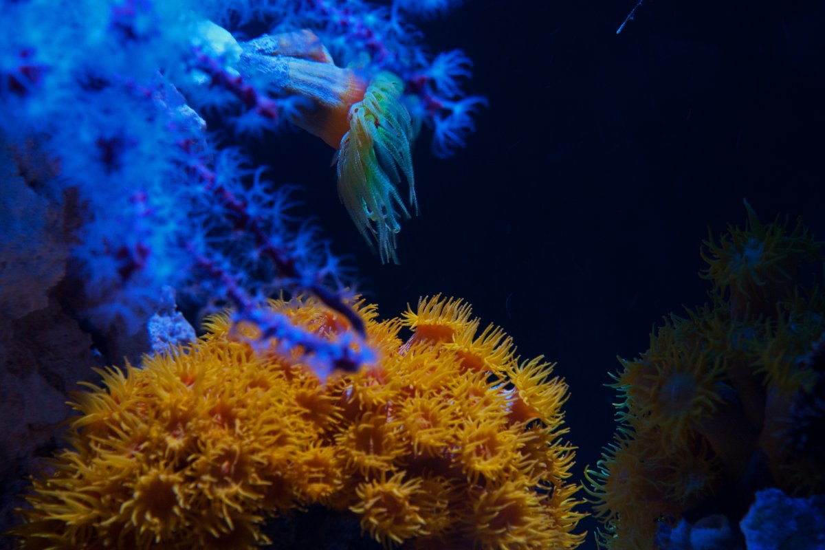 NPS corals.jpg