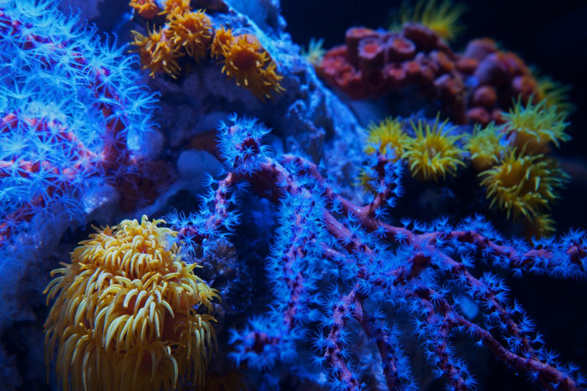 NPS corals2.jpg