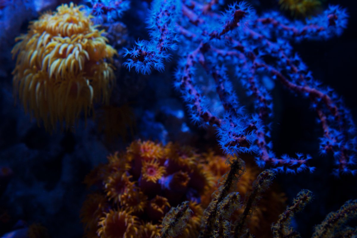 NPS corals3.jpg