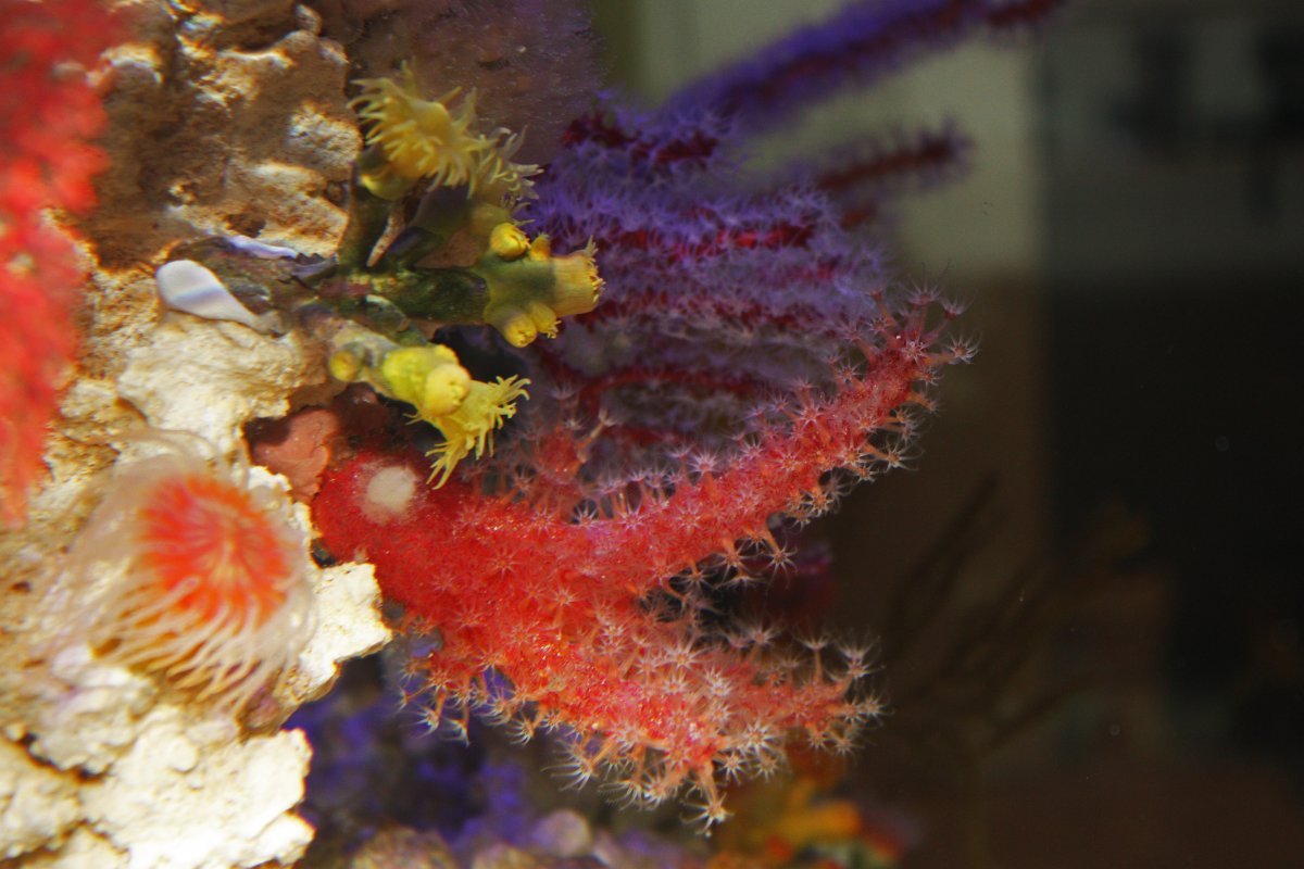 NPS corals9.jpg