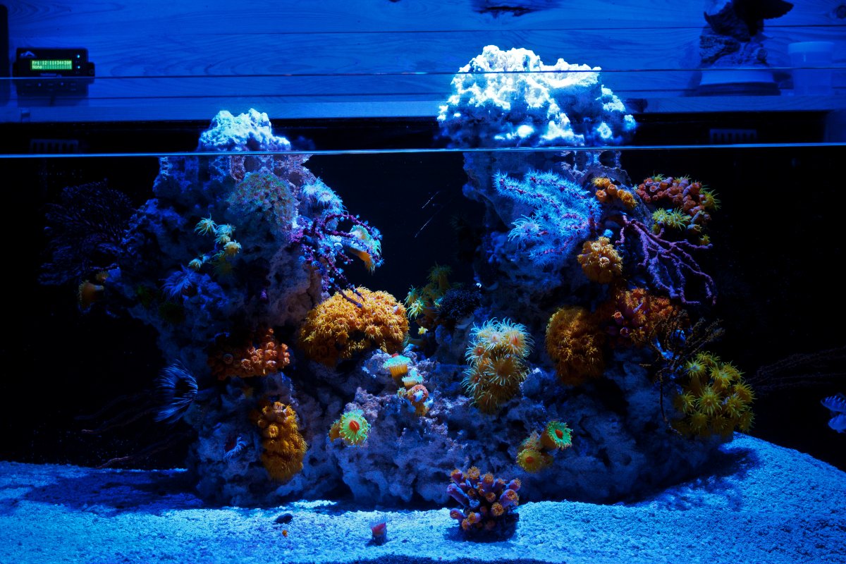 NPS Tank.jpg