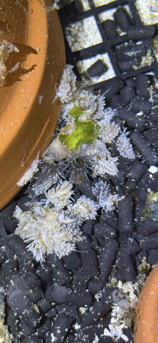 nudi.jpg