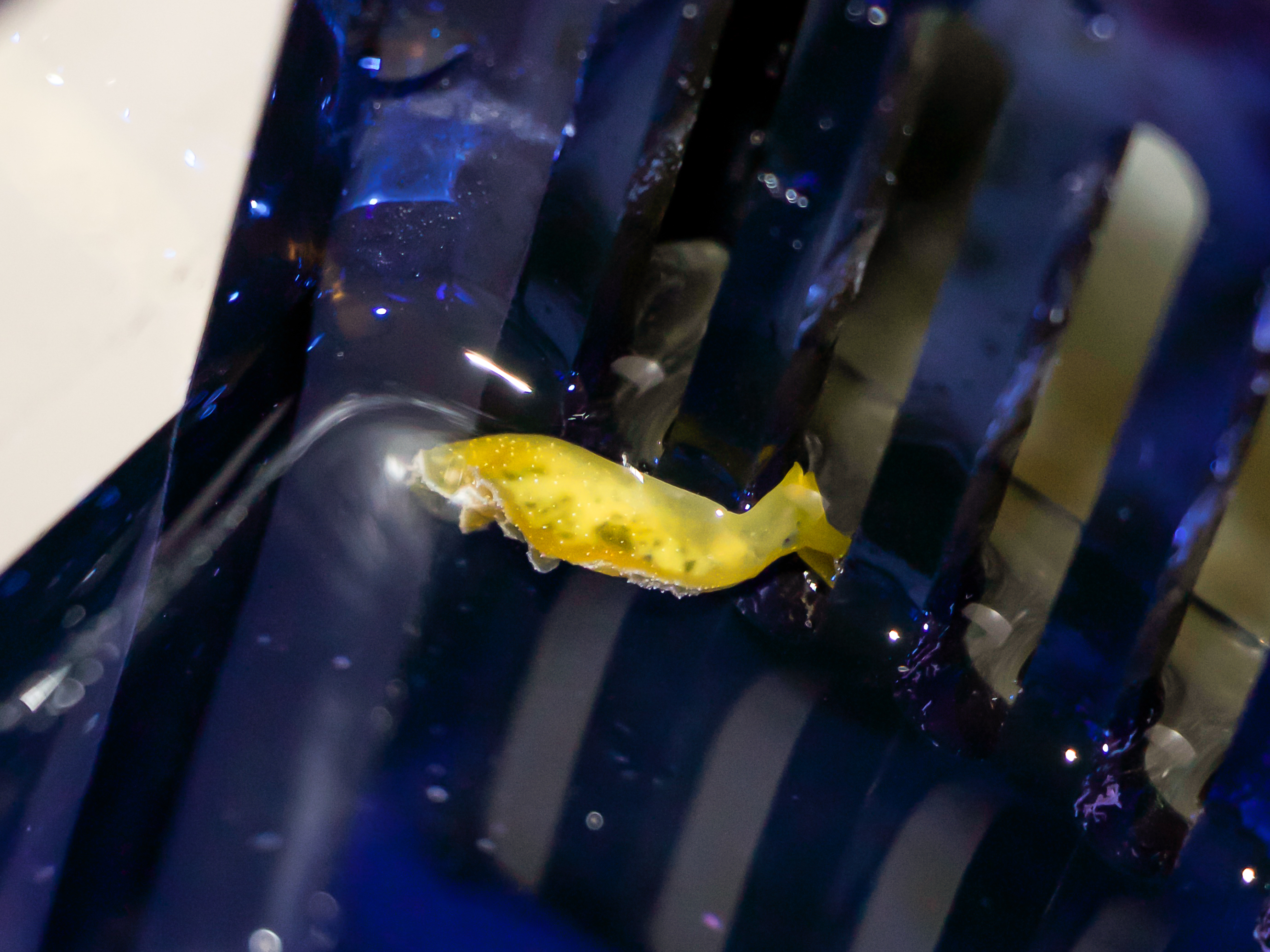 Nudi1.jpg