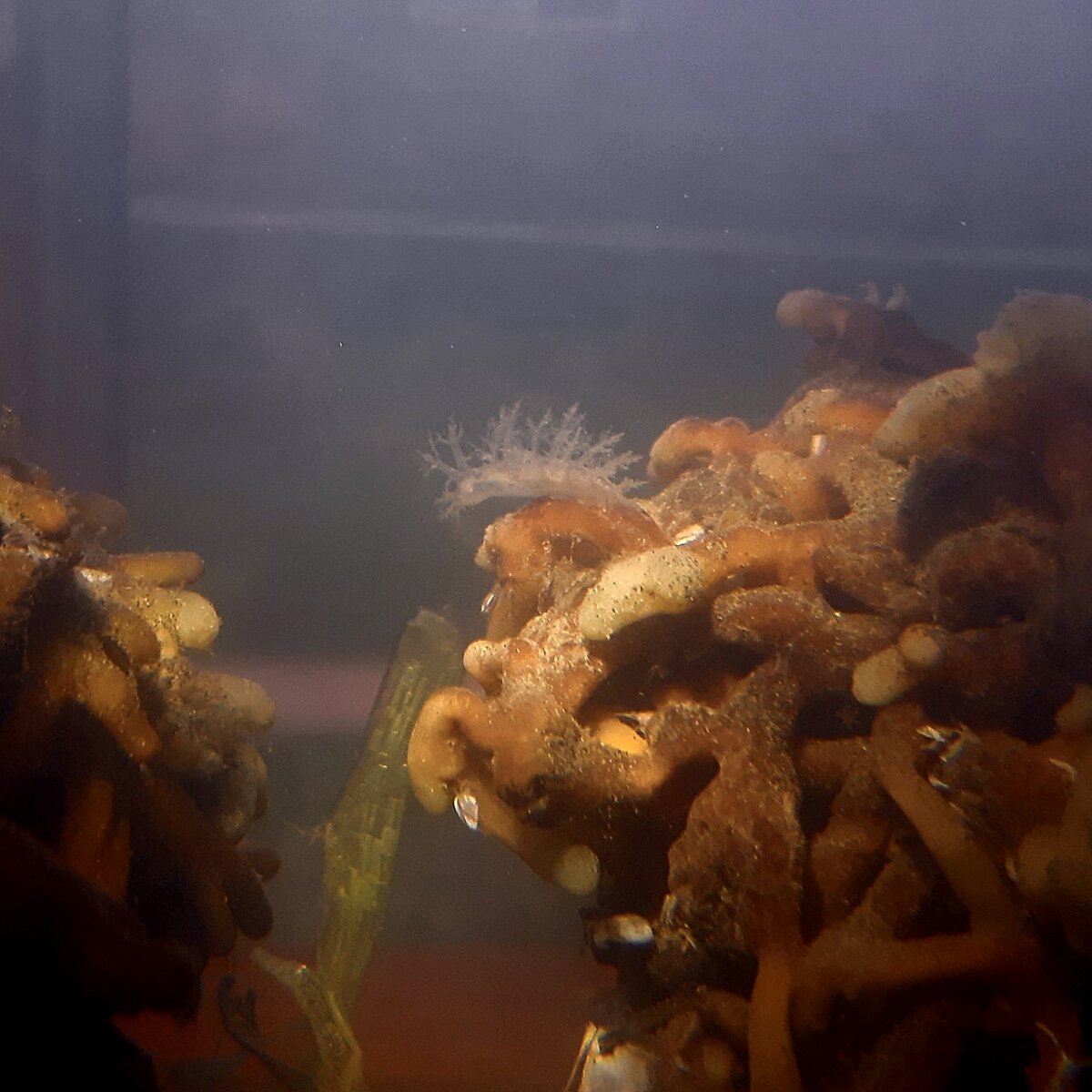 nudibranch2-4.jpg