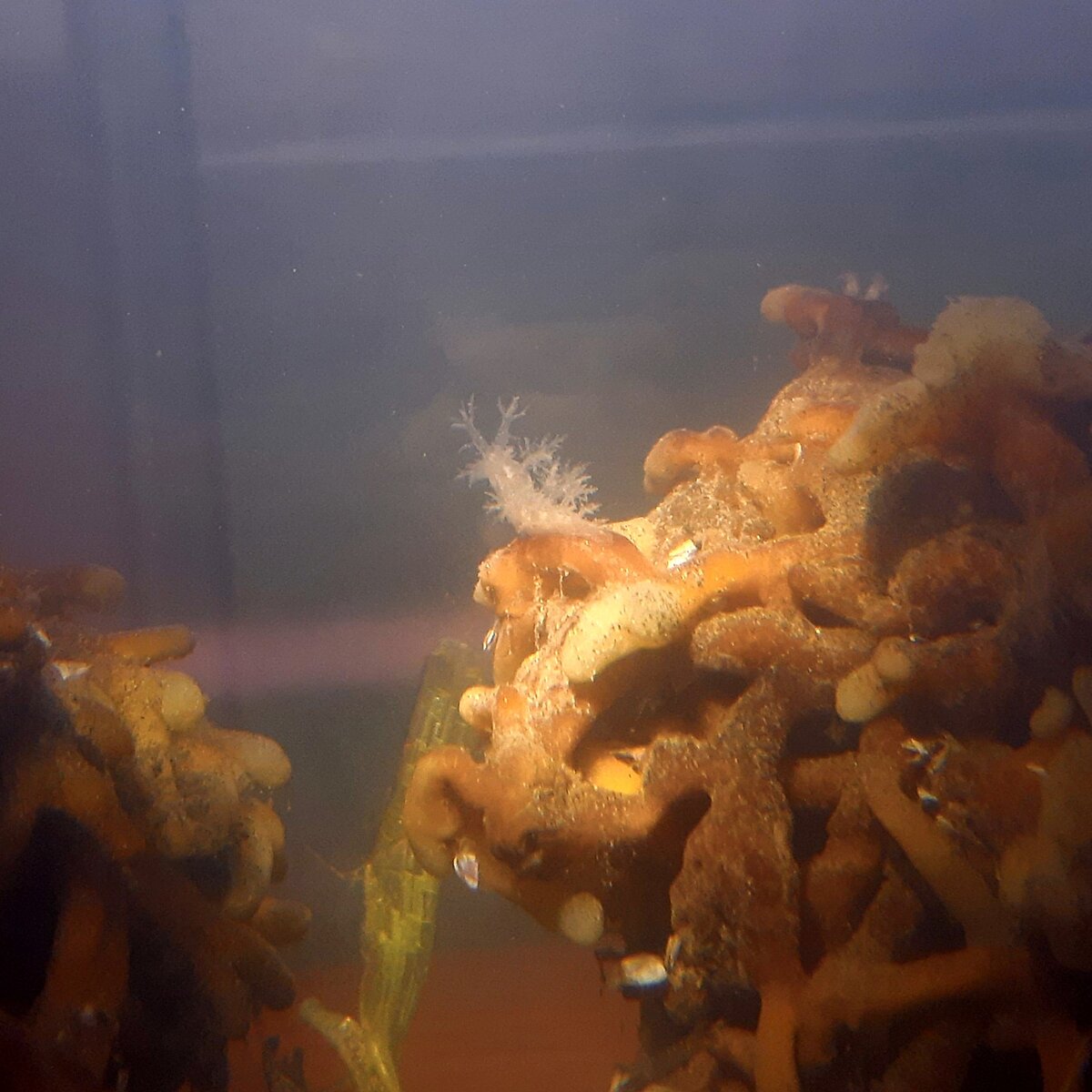 nudibranch2.jpg