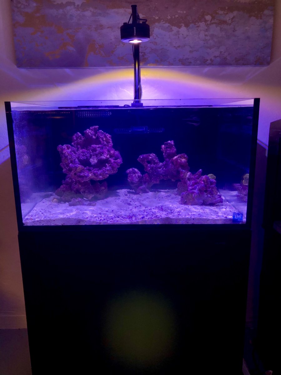 nuvo2.jpg