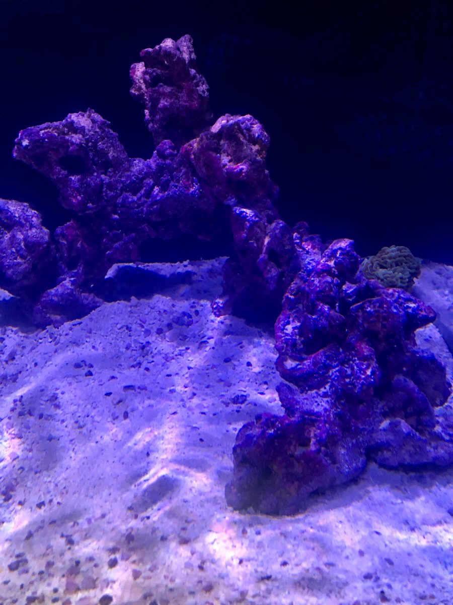 nuvo3.jpg