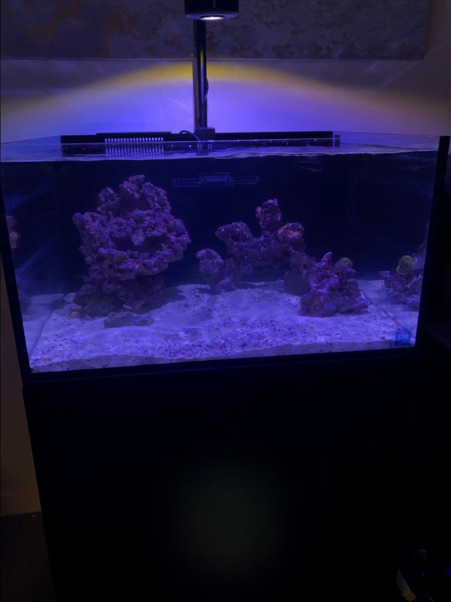 nuvo5.jpg
