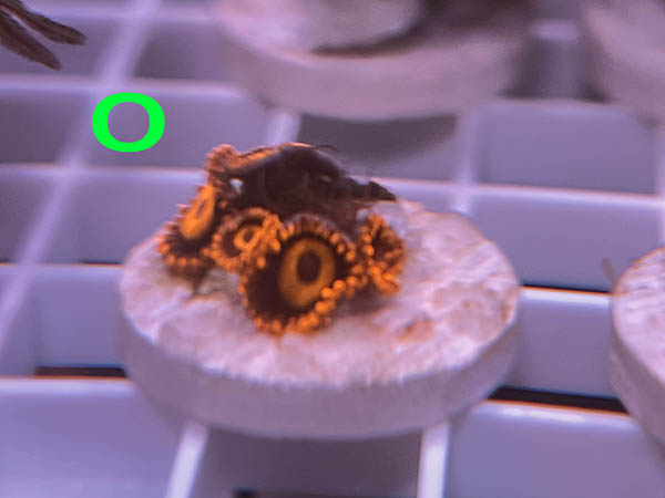 O_Frag.jpg