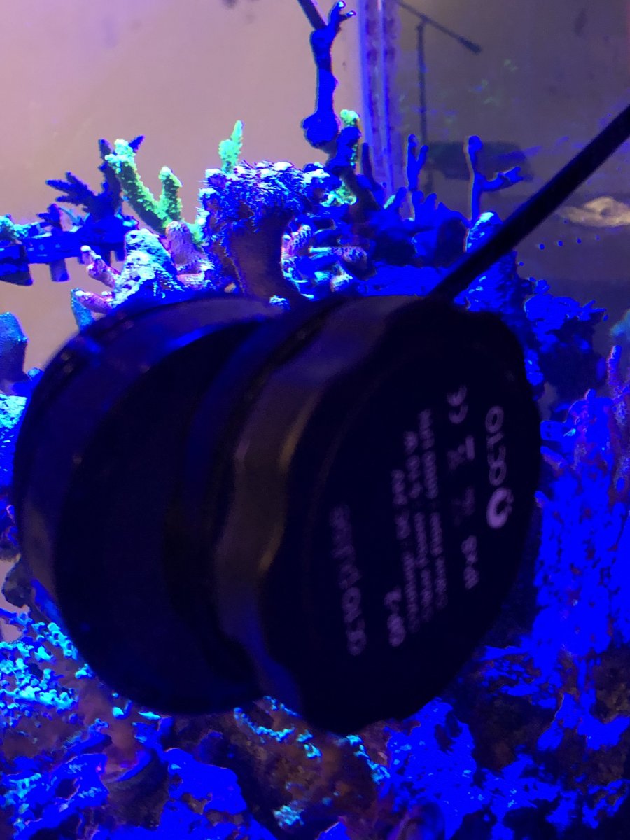 Octo 2.jpeg