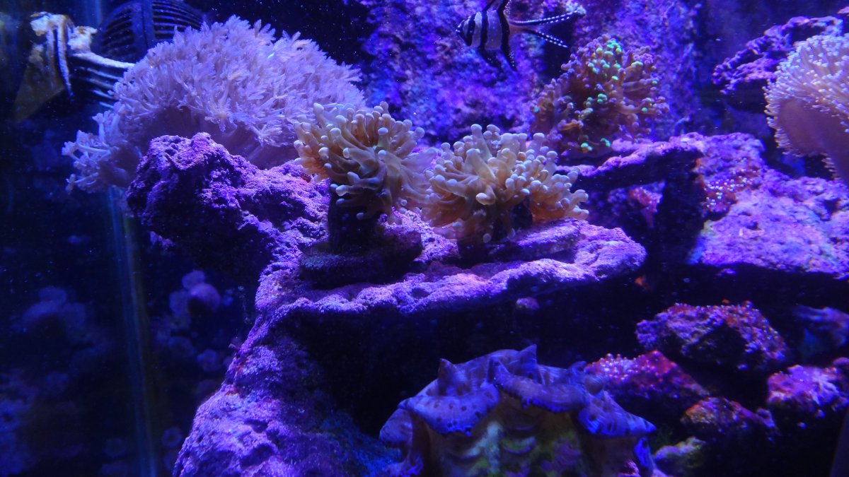 Octo & Frogspawn.JPG