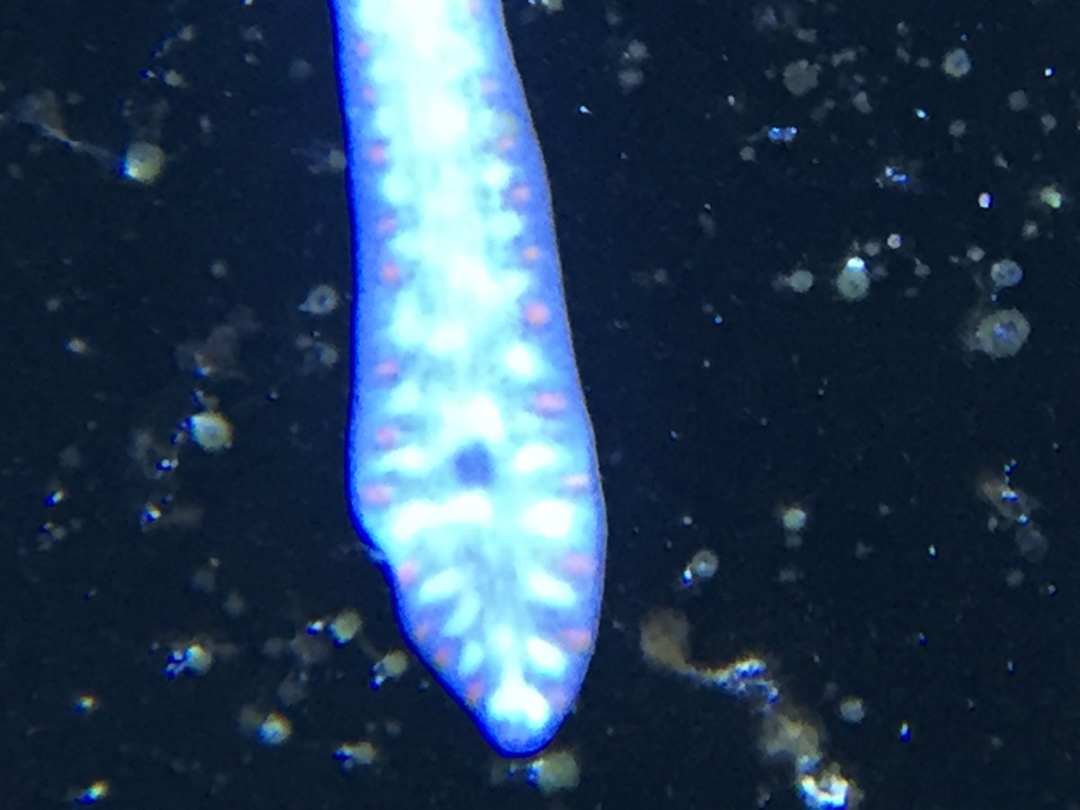 odd creature 12102017 2.JPG