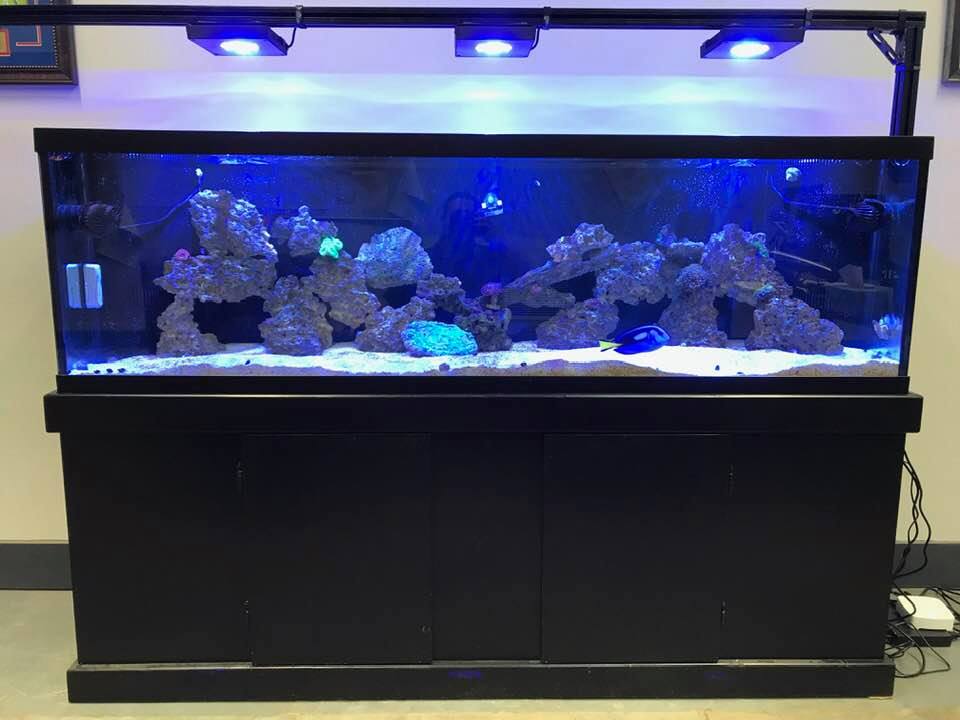 office reef lights.jpg