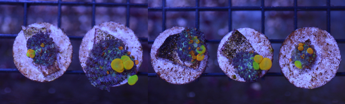 OG Bounce Frags, $3oo and up | Reef2Reef