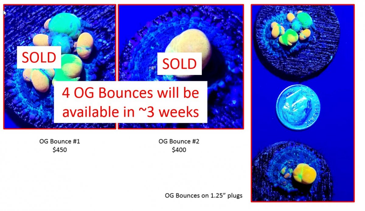 OG Bounce Sold 3.jpg