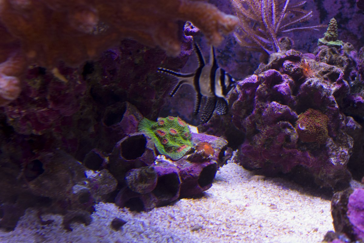 Build Thread - ksfulk's Red Sea Reefer 525xL | Page 13 | Reef2Reef