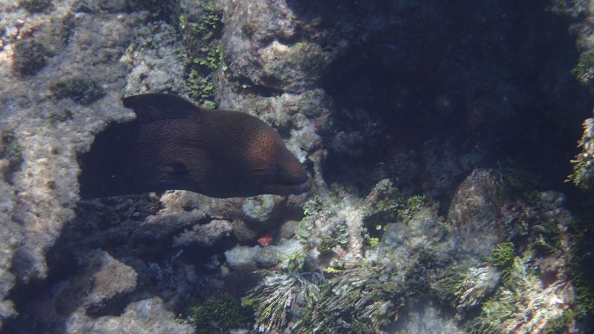 Snorkelling trip - hadahaa - Maldives | Reef2Reef