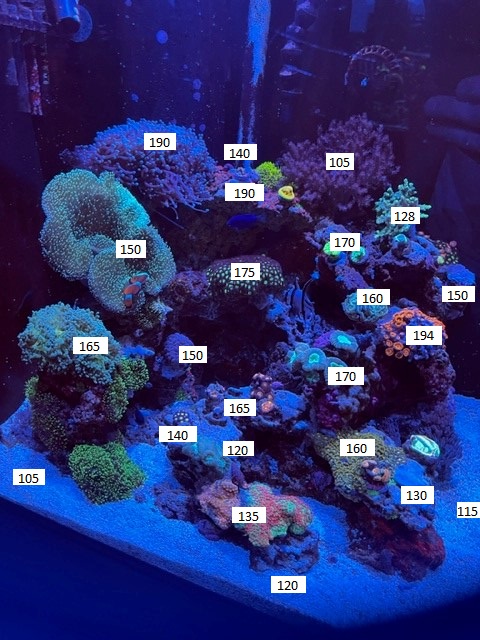Old Reef.jpg