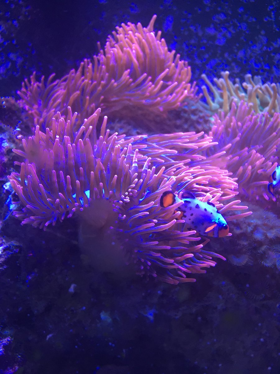 Oldest coral.JPG