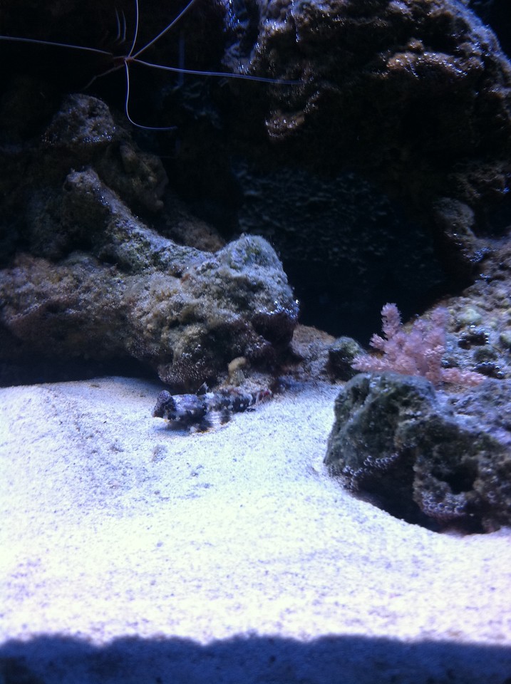 Hello - Hello! - Starting a new tank after many years away | Reef2Reef