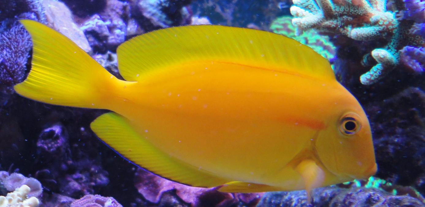 olivaceus.jpg