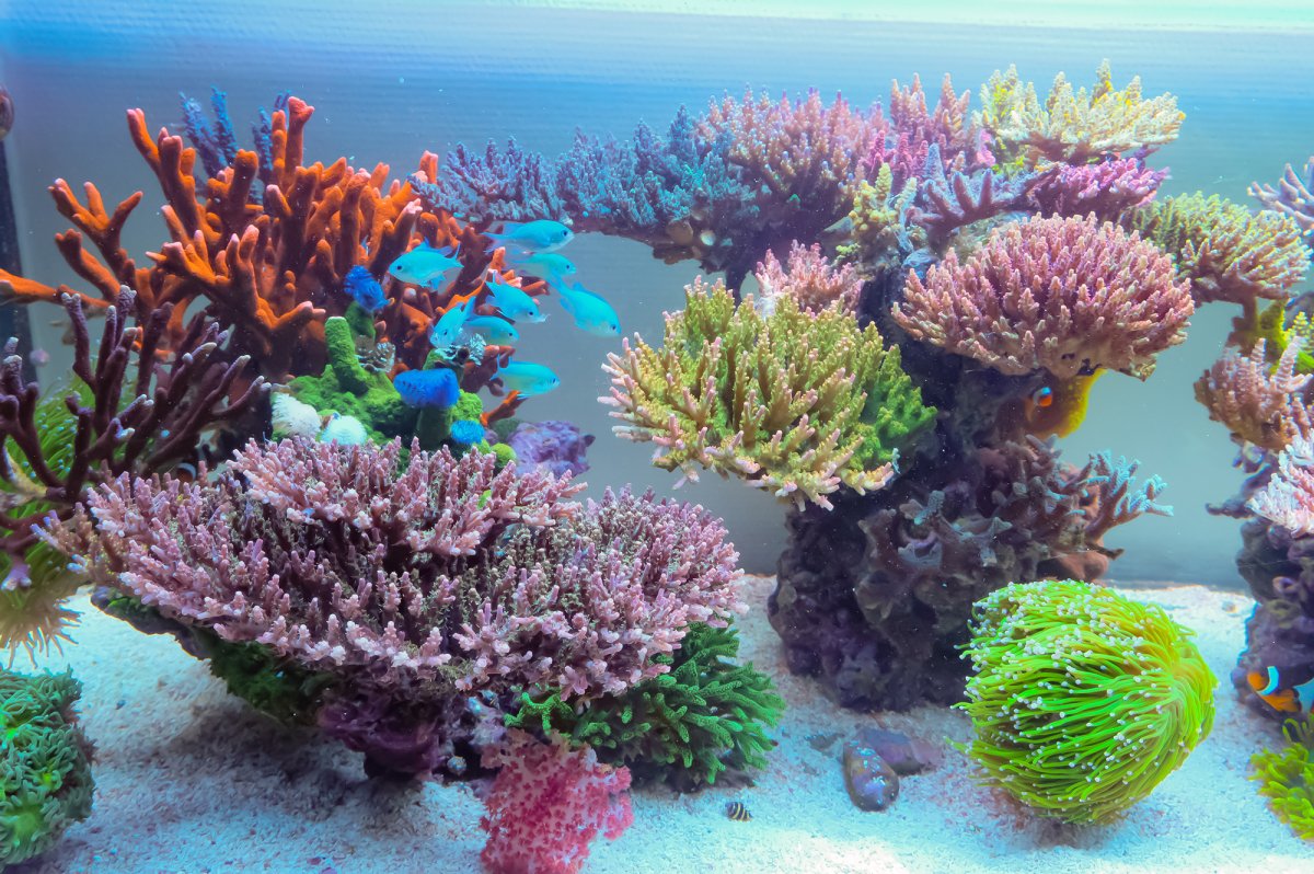 Olys_Tank_Corals.jpeg