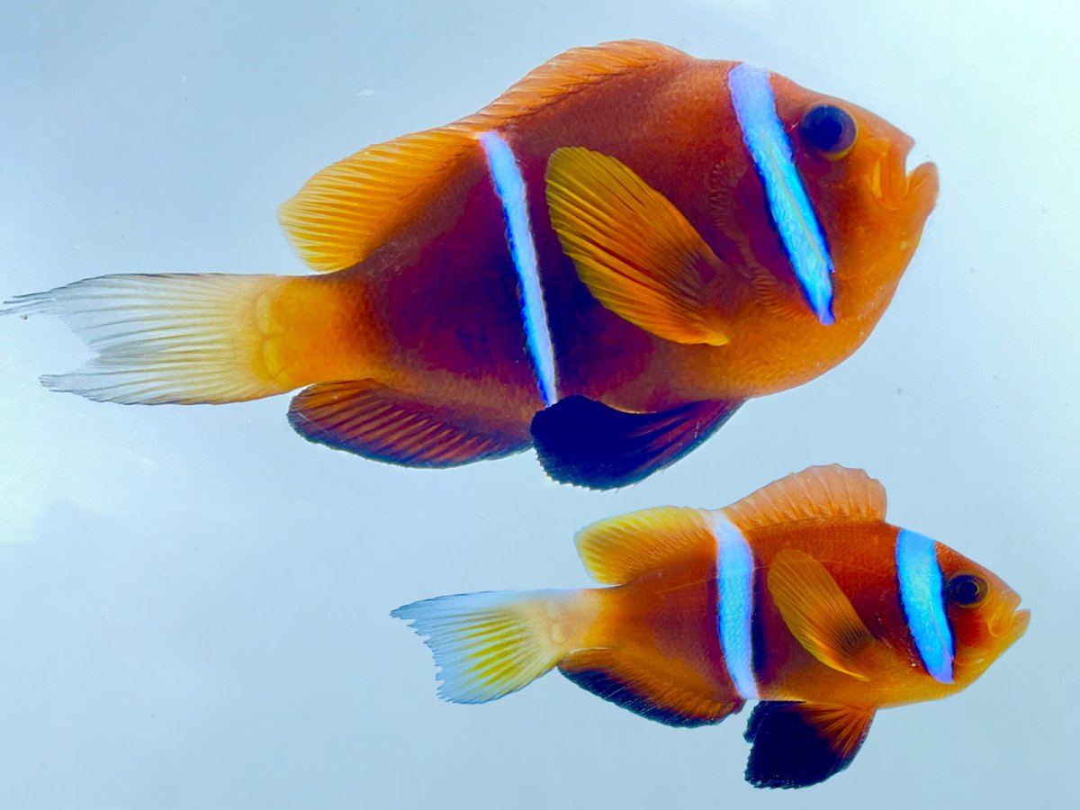 Oman Clownfish.jpg
