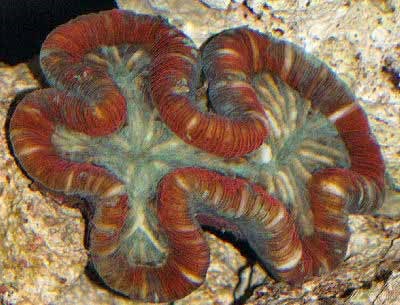 open brain coral.jpg