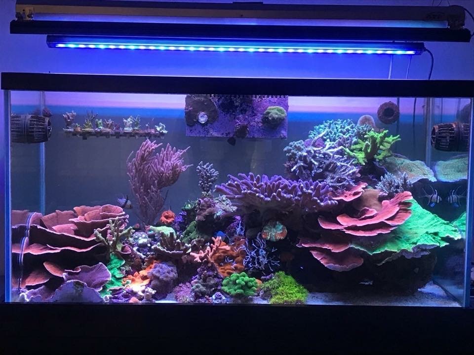 OR2-bar-LED-Best-Reef-aquarium-LED-lights-2019-Orphek.jpg