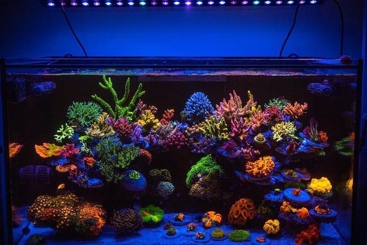 Orphek OR3 LED Bar Reef Aquarium Photo Gallery | Reef2Reef