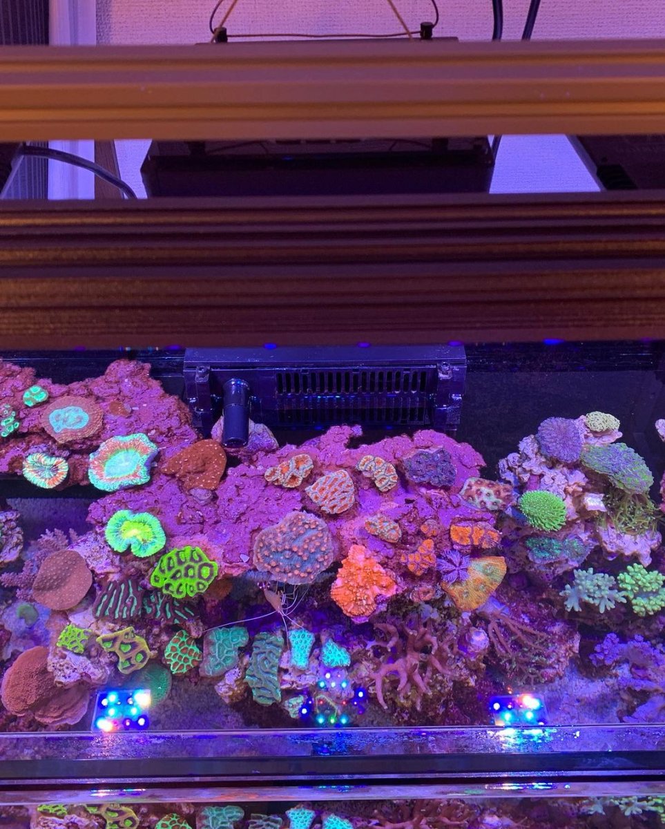 OR3 reef aquarium led bar sps coral