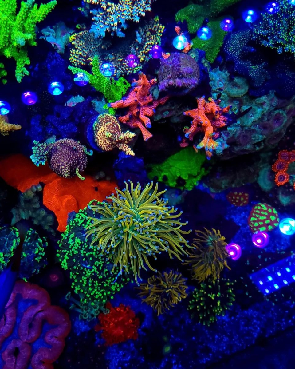 OR3 LED bar reef aquarium 