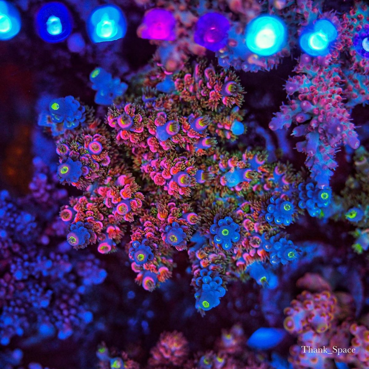 or3 led bar sps coral .jpg