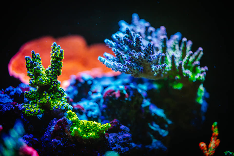 Or3 reef aquarium led light .jpeg