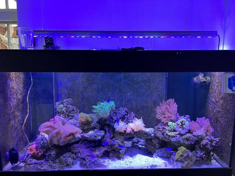 1x OR3 120 reef day 