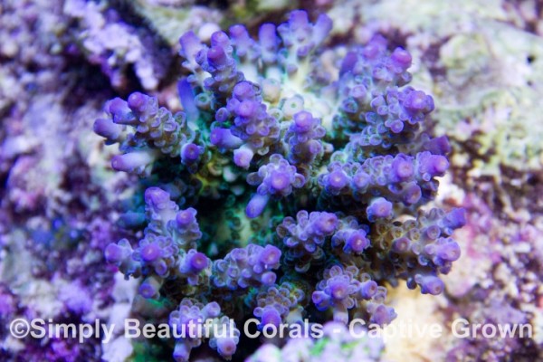 ORA joe the coral.jpg